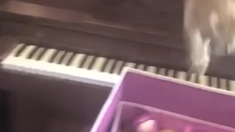 The piano isn't for this kitties liking