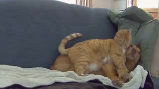 Cute Cat loves to cuddle with a dog