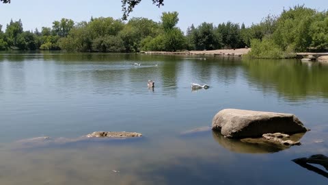 Beautiful bird floating in the lake