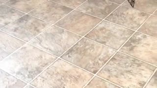 Puppy chasing bubbles