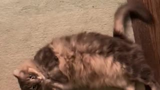 Silly cat speed flops for belly rubs