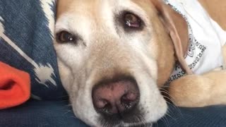 Labrador bares teeth and growls while sleeping on couch