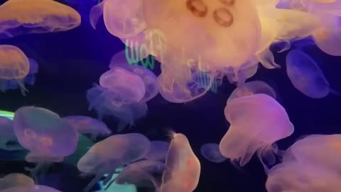 Jellyfish! Jellyfish! My fav!