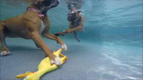 Pair of Boxers dive underwater for favorite toy
