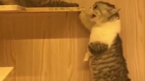 This Cat Just Isn't Having It Today | Shots You Must See!