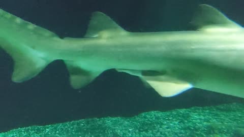 Shark swimming by In aquarium