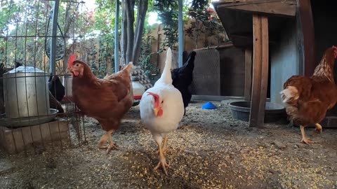 Backyard Chickens Relaxing Video Sounds Noises Hens Clucking Roosters Crowing Fun!