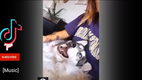 Dog Funny amazing video