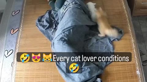 Funny and Cute Cats Videos #146