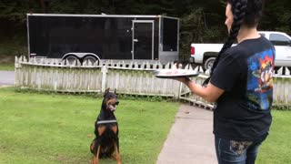 Doberman celebrates 4th birthday, blows out candle