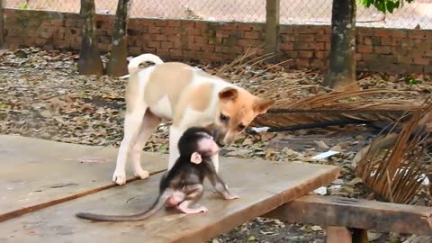 Baby monkey Baly plays with cute puppy! 🐵🐶🥰