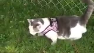 Kitty Walks On Harness