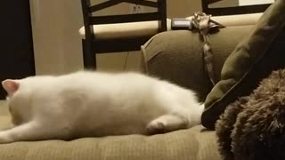 White cat rolls around on a couch