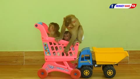 baby monkey playing on a toy cart️