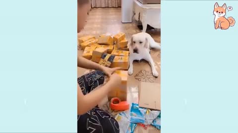 You will laugh at all the DOGS 🤣 Funny DOG Videos 😂🐶 (360p)