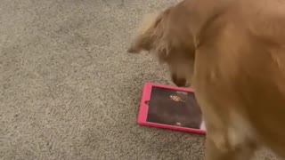 Golden Retriever Goes for Virtual Mouse