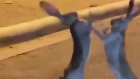 Two animals fighting in the street