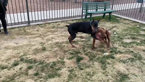 Pitbull vs Doberman