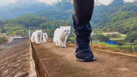 500 meters of immersive follow cat walk, subvert your cognition