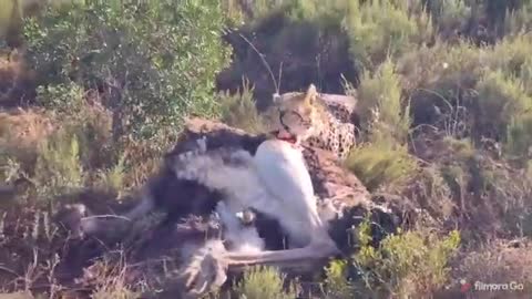 Lion Tries Stealing Food from Leopard