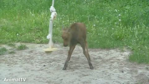 Cute Baby Moose