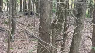 Another flock of turkeys while bowhunting