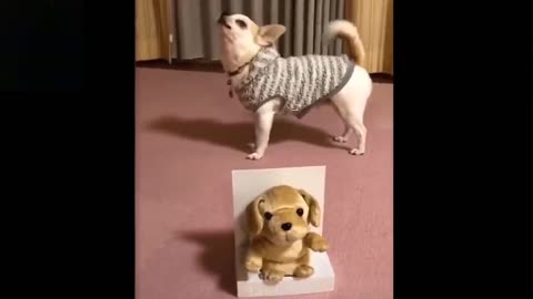 Cute Funny Pets Compilation ,Enjoy