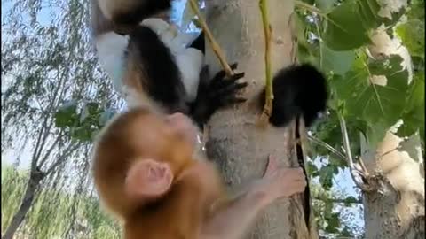 Baby baboon is climbing a tree
