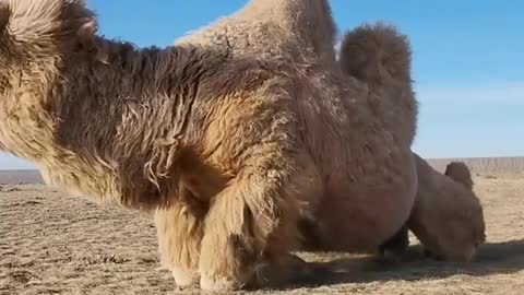 It was hard to watch the camel get up
