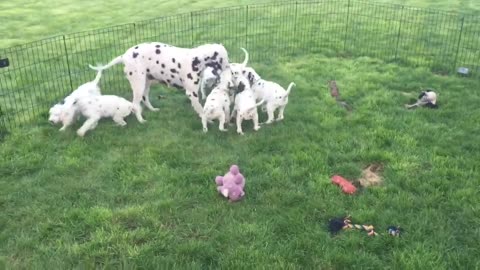 Mamá Dálmata le enseña a sus cachorros a jugar a atrapar