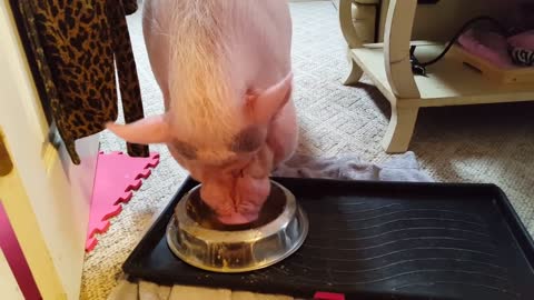 Mini Pig Throws Temper Tantrum While Waiting For Breakfast