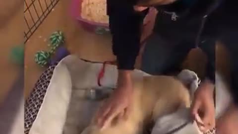 These dogs love to receive affection