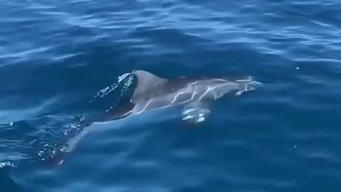 Beautiful dolphins !!