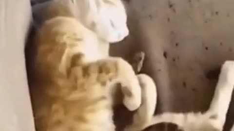 CAT AND SNAKE share love with each other