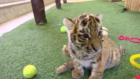 Baby Tigers drinking Milk