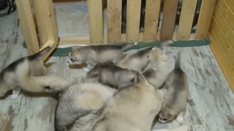 Father of puppies is helping to look after them