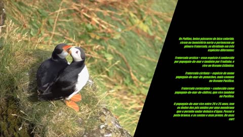 Puffins - Papagaio do Mar - Som do Puffin