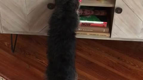 Dog Really Wants Her Favorite Toy