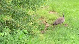 Peafowl chicks