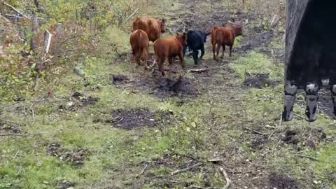 Curious Fellows