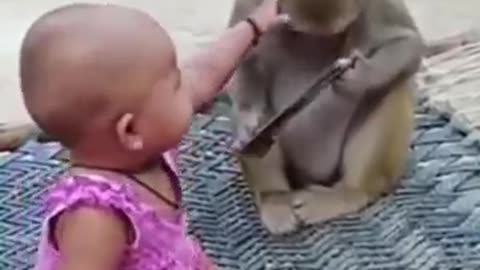 #FUNNY_MONKEY CUTE MONKEY FUNNY VIDEO ! MONKEY FUNNY VIDEO