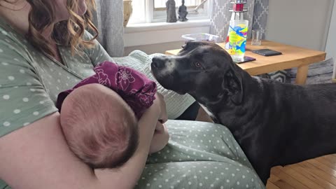 Max Meets The New Baby