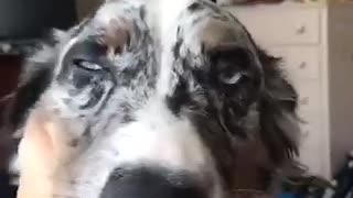 Grey dog licking owner on face