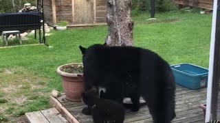 Black Bear and Cubs Play Around in Back Yard