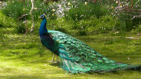 Peacock are amazing