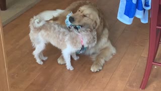 Puppy Forces Golden Retriever To Play Tug-of-war