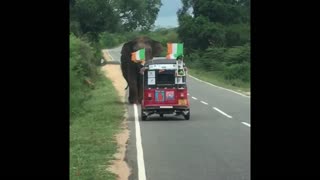 Elephant Tips Over SUV in Search of Food