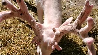 Beautiful albino whitetail deer loves to snack on carrots