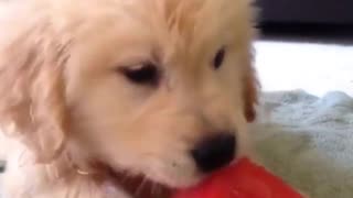 the dog eats a watermelon