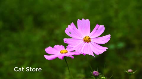 Natural Flowers 8K Video 2020 | Cat Store #8
